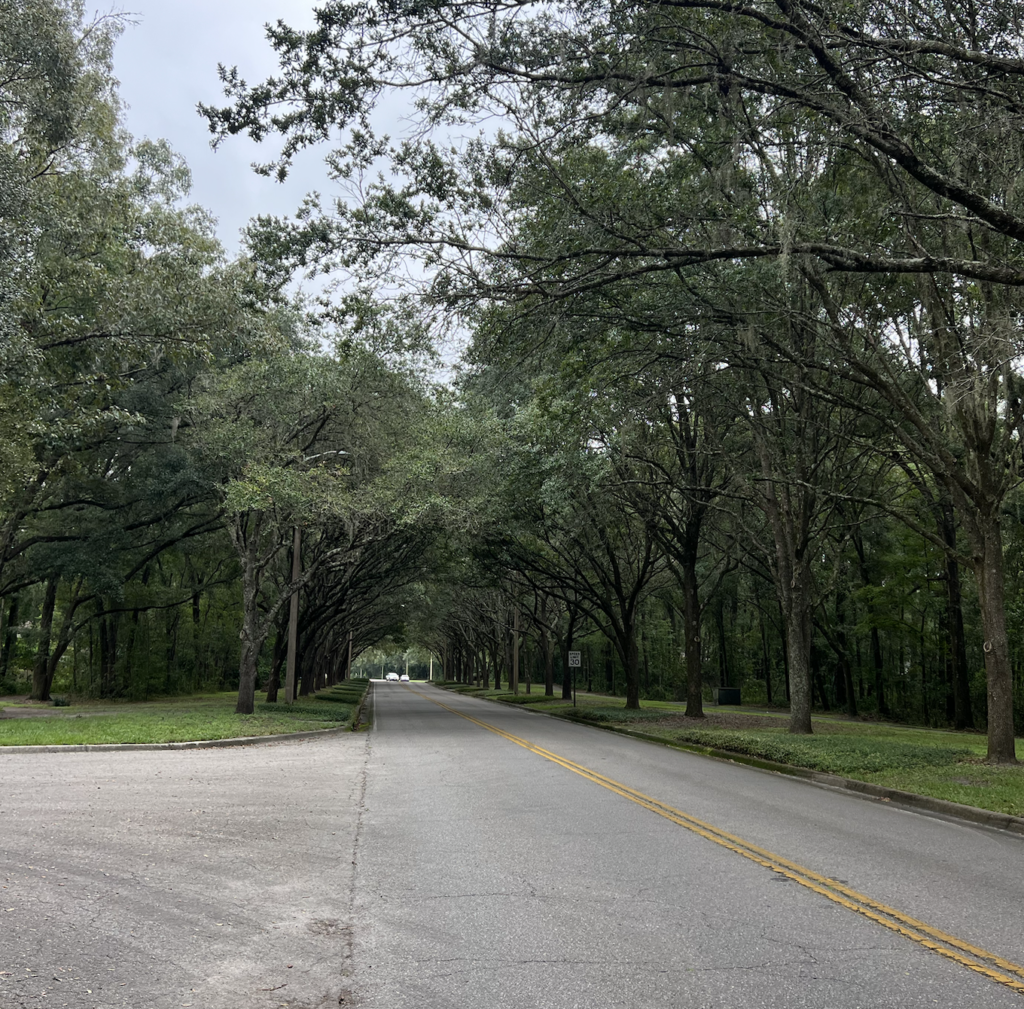 oak trees have a lot to teach us about slow consistent growth